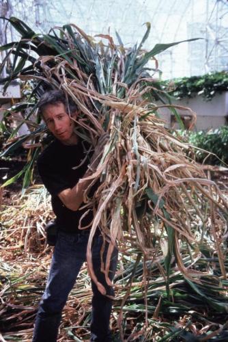 Collecting sorghum stems after harvest for animal fodder, Biosphere 2, 1991-1993.